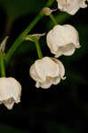 Lily of the valley